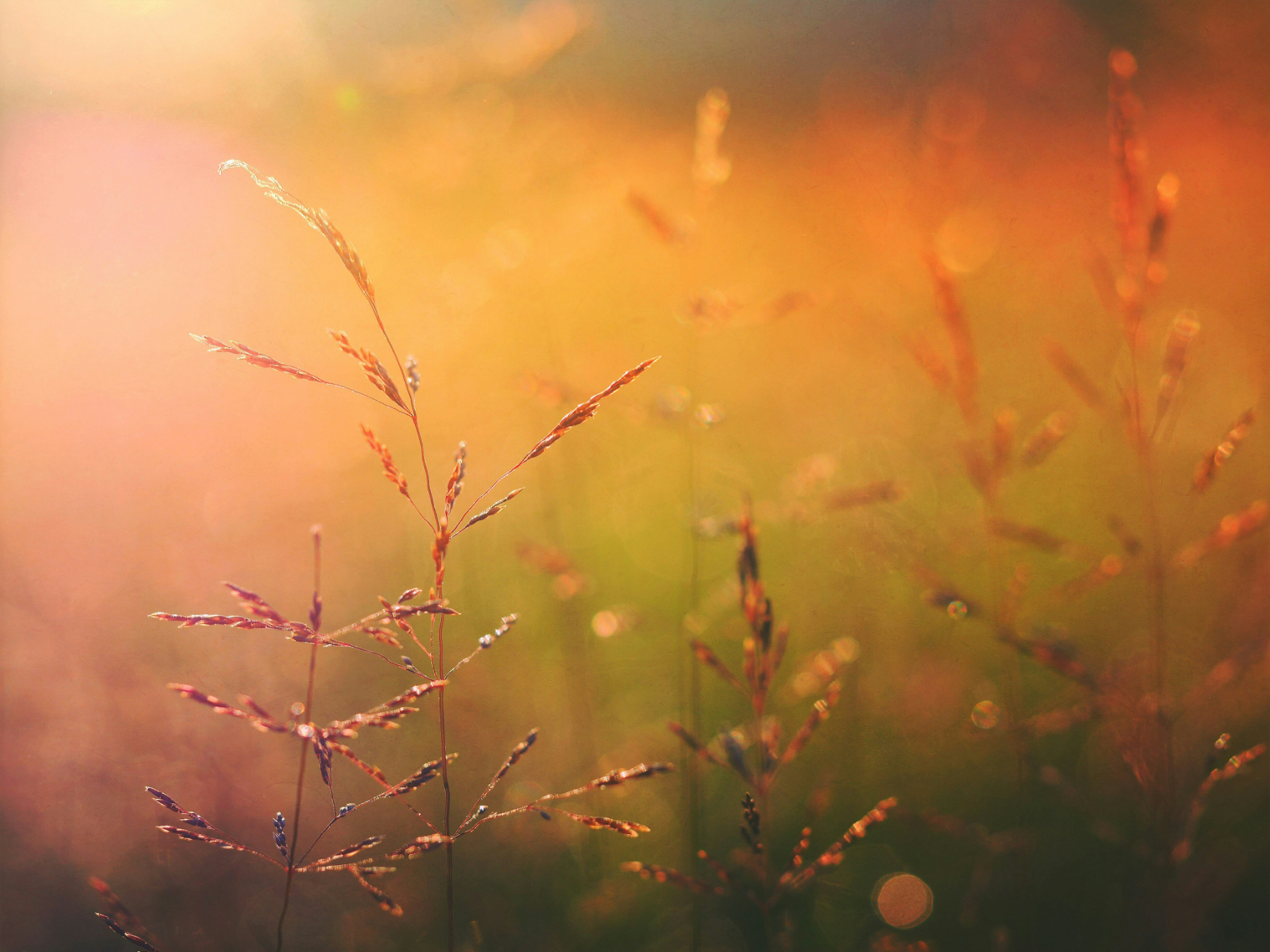 Native grasses in golden light, New Zealand