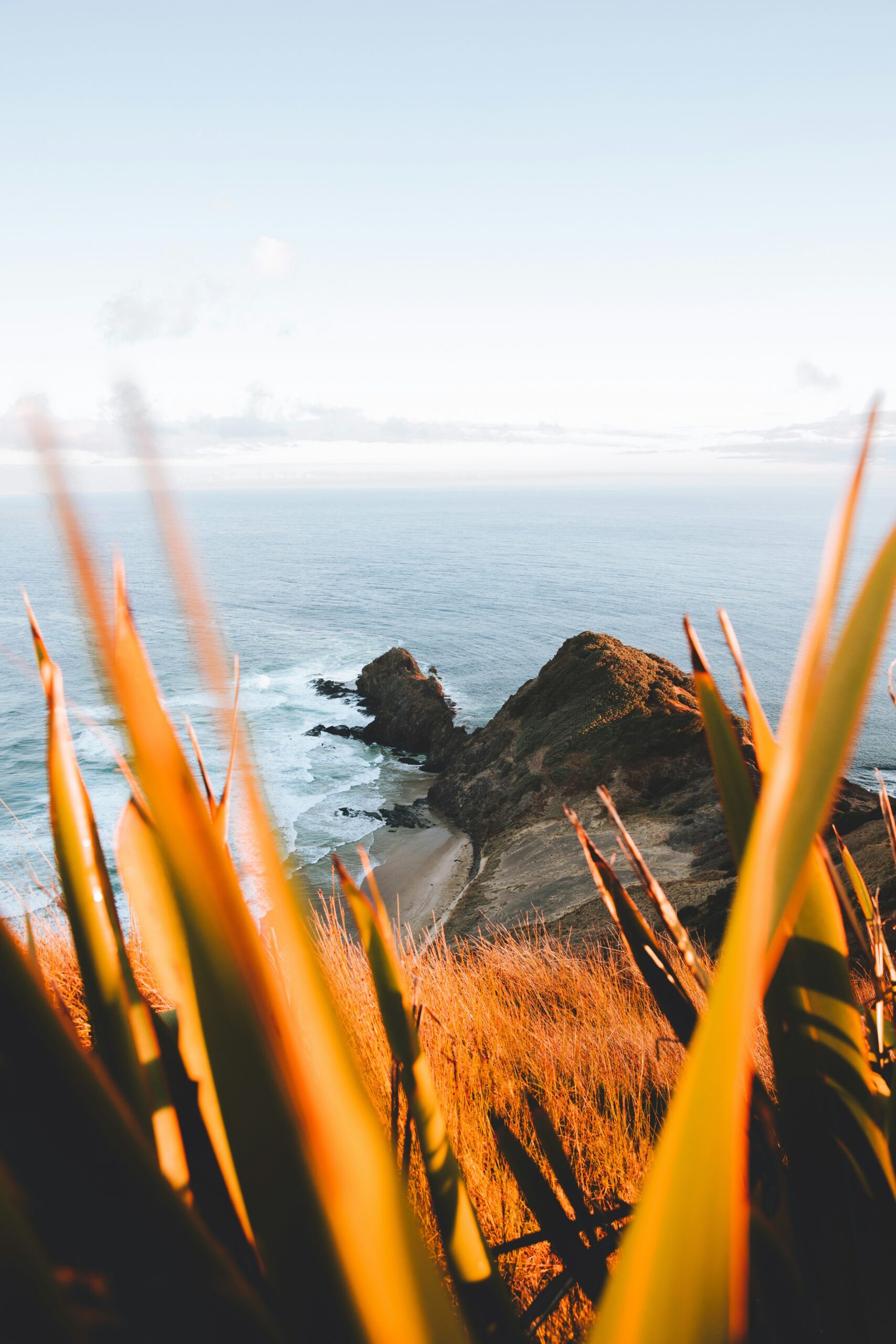 Coastal flax on the New Zealand coastline